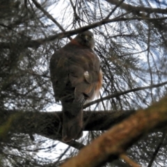 Accipiter cirrocephalus at Tuggeranong DC, ACT - 29 Jun 2019