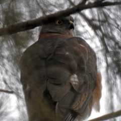 Accipiter cirrocephalus at Tuggeranong DC, ACT - 29 Jun 2019