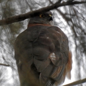 Accipiter cirrocephalus at Tuggeranong DC, ACT - 29 Jun 2019