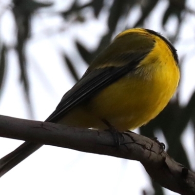 Pachycephala pectoralis (Golden Whistler) at Majura, ACT - 29 Jun 2019 by jb2602