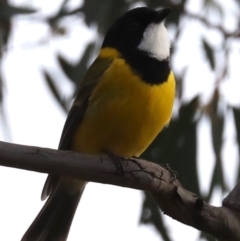 Pachycephala pectoralis at Majura, ACT - 29 Jun 2019 03:52 PM