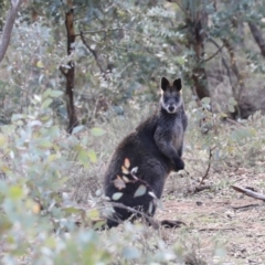 Wallabia bicolor (Swamp Wallaby) at Ainslie, ACT - 28 Jun 2019 by jbromilow50