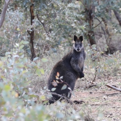 Wallabia bicolor (Swamp Wallaby) at Mount Ainslie - 28 Jun 2019 by jbromilow50