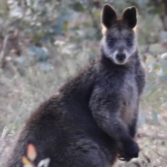 Wallabia bicolor at Ainslie, ACT - 28 Jun 2019