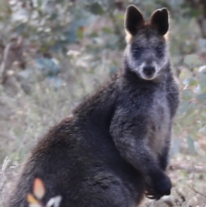 Wallabia bicolor at Ainslie, ACT - 28 Jun 2019