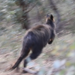 Wallabia bicolor at Ainslie, ACT - 28 Jun 2019 01:28 PM