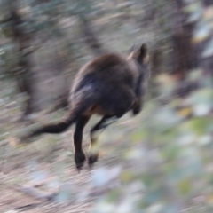 Wallabia bicolor at Ainslie, ACT - 28 Jun 2019 01:28 PM