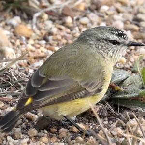 Acanthiza chrysorrhoa at Fyshwick, ACT - 28 Jun 2019