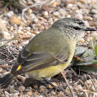 Acanthiza chrysorrhoa (Yellow-rumped Thornbill) at Fyshwick, ACT - 28 Jun 2019 by jbromilow50