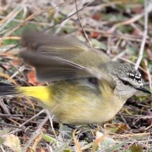 Acanthiza chrysorrhoa at Fyshwick, ACT - 28 Jun 2019