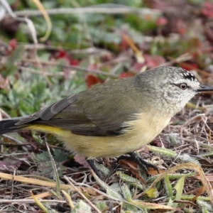 Acanthiza chrysorrhoa at Fyshwick, ACT - 28 Jun 2019