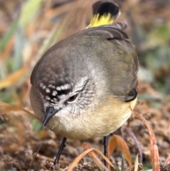 Acanthiza chrysorrhoa at Fyshwick, ACT - 28 Jun 2019