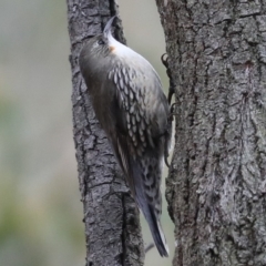 Cormobates leucophaea (White-throated Treecreeper) at Majura, ACT - 29 Jun 2019 by jbromilow50