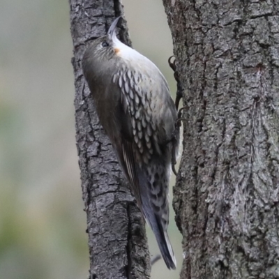 Cormobates leucophaea (White-throated Treecreeper) at Majura, ACT - 29 Jun 2019 by jb2602