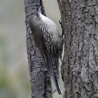 Cormobates leucophaea (White-throated Treecreeper) at Mount Ainslie - 29 Jun 2019 by jbromilow50