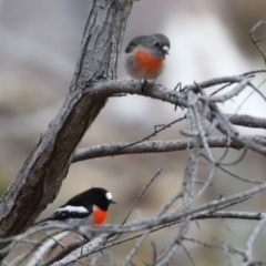 Petroica boodang (Scarlet Robin) at Mount Ainslie - 29 Jun 2019 by jb2602