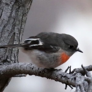 Petroica boodang at Majura, ACT - 29 Jun 2019