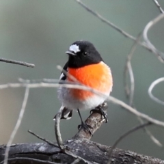 Petroica boodang at Majura, ACT - 29 Jun 2019 03:56 PM