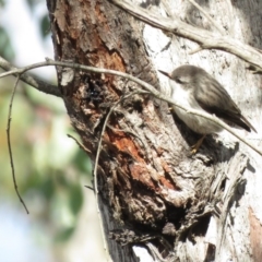 Daphoenositta chrysoptera (Varied Sittella) at Carwoola, NSW - 29 Jun 2019 by KumikoCallaway