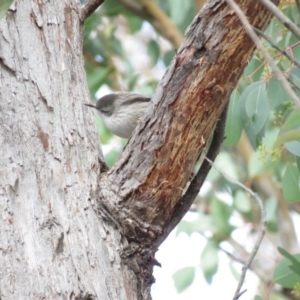 Daphoenositta chrysoptera at Carwoola, NSW - 29 Jun 2019