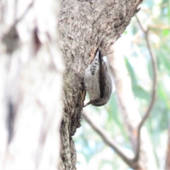 Daphoenositta chrysoptera at Carwoola, NSW - 29 Jun 2019 10:15 AM