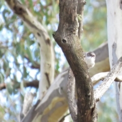 Daphoenositta chrysoptera at Carwoola, NSW - 29 Jun 2019