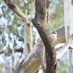 Daphoenositta chrysoptera at Carwoola, NSW - 29 Jun 2019