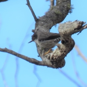 Daphoenositta chrysoptera at Carwoola, NSW - 29 Jun 2019