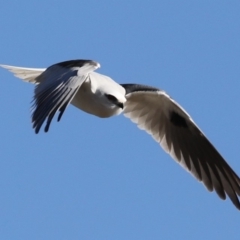 Elanus axillaris (Black-shouldered Kite) at Fyshwick, ACT - 28 Jun 2019 by jbromilow50