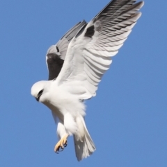 Elanus axillaris at Fyshwick, ACT - 28 Jun 2019