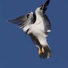 Elanus axillaris at Fyshwick, ACT - 28 Jun 2019 11:57 AM