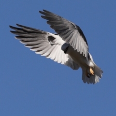 Elanus axillaris at Fyshwick, ACT - 28 Jun 2019