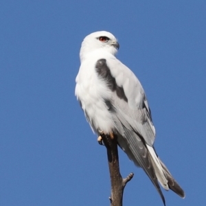 Elanus axillaris at Fyshwick, ACT - 28 Jun 2019