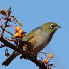 Zosterops lateralis at Fyshwick, ACT - 28 Jun 2019 11:16 AM