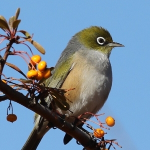 Zosterops lateralis at Fyshwick, ACT - 28 Jun 2019 11:16 AM