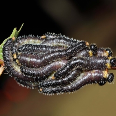 Perga dorsalis (Steel-blue sawfly, spitfire) at ANBG - 27 Jun 2019 by TimL