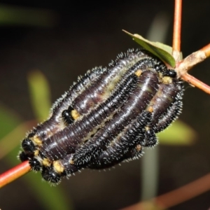 Perga dorsalis at Hackett, ACT - 27 Jun 2019 01:37 PM