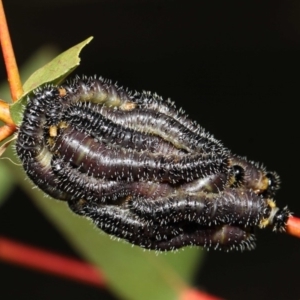 Perga dorsalis at Hackett, ACT - 27 Jun 2019 01:37 PM