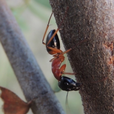 Camponotus consobrinus (Banded sugar ant) at Point Hut to Tharwa - 3 Apr 2019 by michaelb