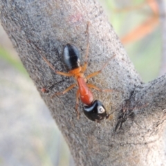 Camponotus consobrinus at Tuggeranong DC, ACT - 3 Apr 2019 07:52 PM