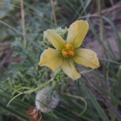 Citrullus amarus (Wild Melon, Camel Melon, Bitter Melon) at Point Hut to Tharwa - 3 Apr 2019 by michaelb