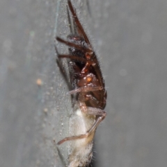 Clubiona sp. (genus) (Unidentified Stout Sac Spider) at ANBG - 26 Jun 2019 by TimL