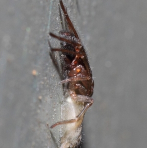 Clubiona sp. (genus) at Hackett, ACT - 26 Jun 2019