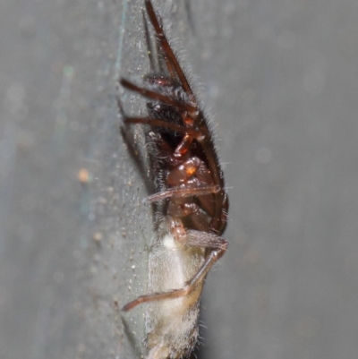 Clubiona sp. (genus) (Unidentified Stout Sac Spider) at Hackett, ACT - 26 Jun 2019 by TimL