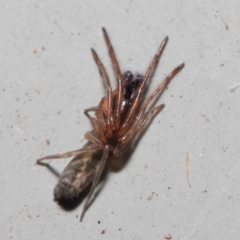 Clubiona sp. (genus) at Hackett, ACT - 26 Jun 2019 12:09 PM