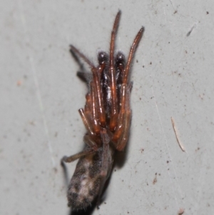 Clubiona sp. (genus) at Hackett, ACT - 26 Jun 2019 12:09 PM