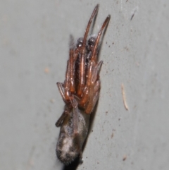 Clubiona sp. (genus) at Hackett, ACT - 26 Jun 2019