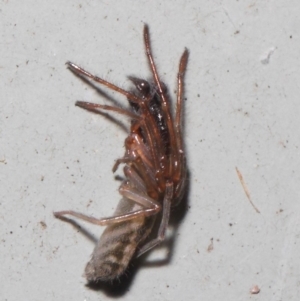 Clubiona sp. (genus) at Hackett, ACT - 26 Jun 2019 12:09 PM