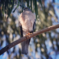 Tachyspiza cirrocephala (Collared Sparrowhawk) at Fyshwick, ACT - 28 Jun 2019 by redsnow