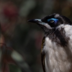 Entomyzon cyanotis at Hall, ACT - 30 Jun 2019